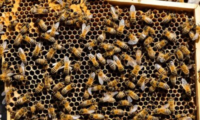 Anleitung für das zusetzen einer Bienen Königin