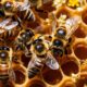 Das Reinheitsgebot für deutschen Honig