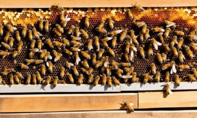 Halbe Honigräume