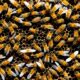 Parungsbiologie bei Honigbienen