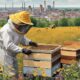 beekeeping expert in bochum