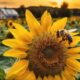 besuchbare honigproduzenten in hannover