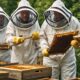 important beekeepers in dortmund