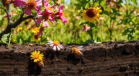 Bodenqualität beeinflusst Honig