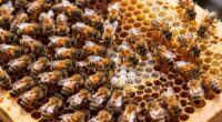 Bienenschwarm und Brutbereich
