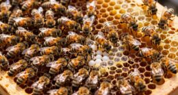Bienenschwarm und Brutbereich