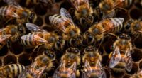 Bienenschwarm Winterüberleben