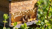 Bienenstockisolierung beeinflusst den Frühling