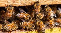Bienen kühle Bienenstock Sommer