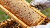 Häufige Fehler während des Wachzustands im Bienenstock