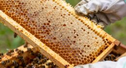 Häufige Fehler während des Wachzustands im Bienenstock