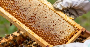 Häufige Fehler während des Wachzustands im Bienenstock