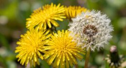 Löwenzahn-Honig kündigt den Frühling an