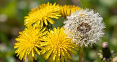 Löwenzahn-Honig kündigt den Frühling an