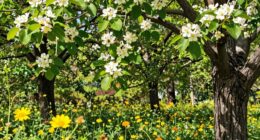 Erkennung des Honigflusses im Wald