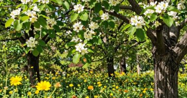 Erkennung des Honigflusses im Wald