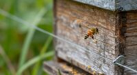 Brauchen Bienen Stromzäune?