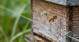 Brauchen Bienen Stromzäune?