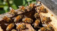 Brauchen Bienen eine isolierte Behausung?