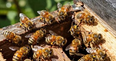 Brauchen Bienen eine isolierte Behausung?