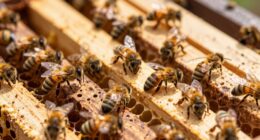 Dauer der Bienenbeobachtung