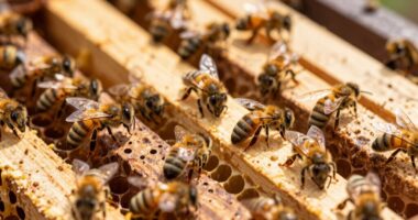 Dauer der Bienenbeobachtung