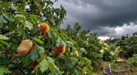 Extreme Wetterbedingungen beeinflussen die Honigernte