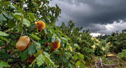 Extreme Wetterbedingungen beeinflussen die Honigernte