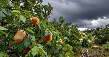 Extreme Wetterbedingungen beeinflussen die Honigernte