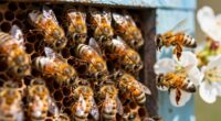 fliegende Bienen und Honigbienen