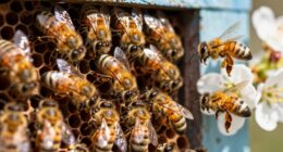 fliegende Bienen und Honigbienen