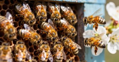 fliegende Bienen und Honigbienen