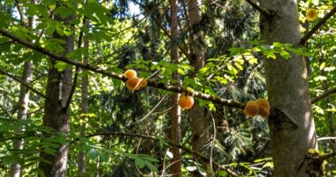 Deutsche Waldhonigregionen