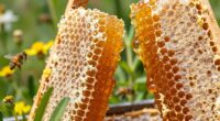 Honigernte das ganze Jahr über