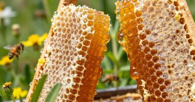 Honigernte das ganze Jahr über