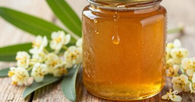 mgo gibt die Wirksamkeit von Manuka-Honig an