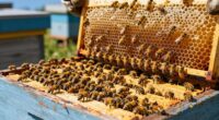 Bevölkerungsgröße beeinflusst die Honigproduktion