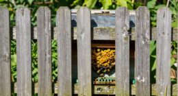 ordnungsgemäße Bienenstockumzäunung