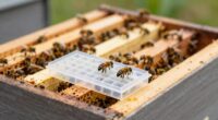 kleiner Bienenstock-Königinnenzucht