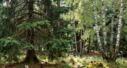 Tannenwald oder Mischwald