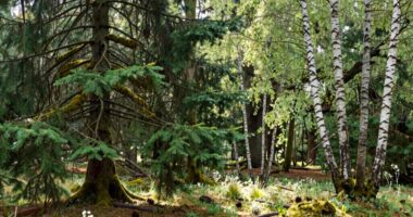 Tannenwald oder Mischwald