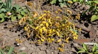 diese Gartengehfe verderben schnell