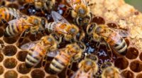 Propolis strategisch im Inneren des Bienenstocks verwenden