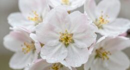 Warum erscheint manche Honig weiß?