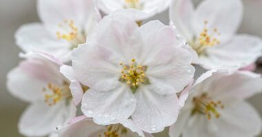 Warum erscheint manche Honig weiß?