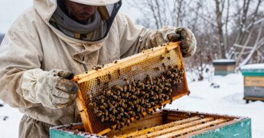 winter beekeeping tasks remaining